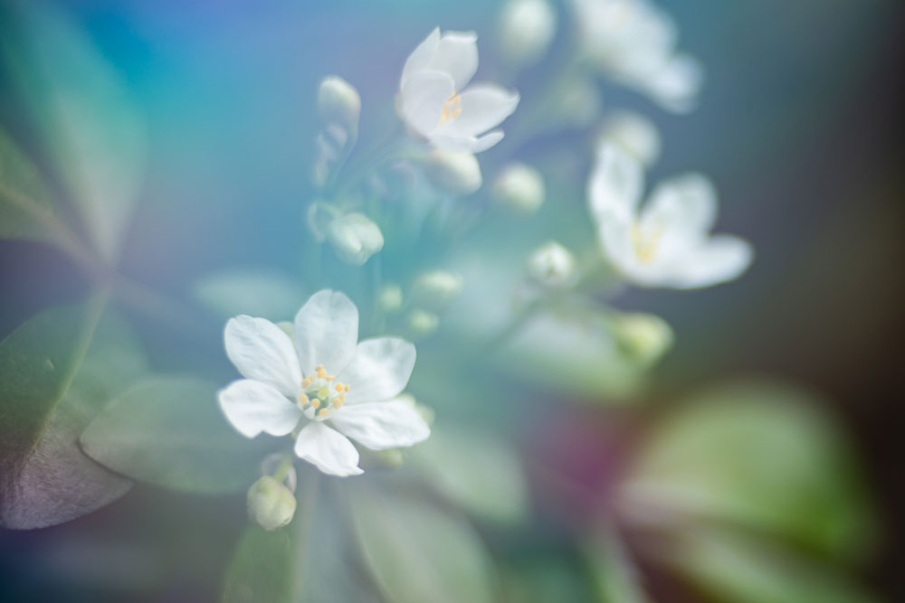 “Spring Blooms” Mandi May Photograph 8” x 12”