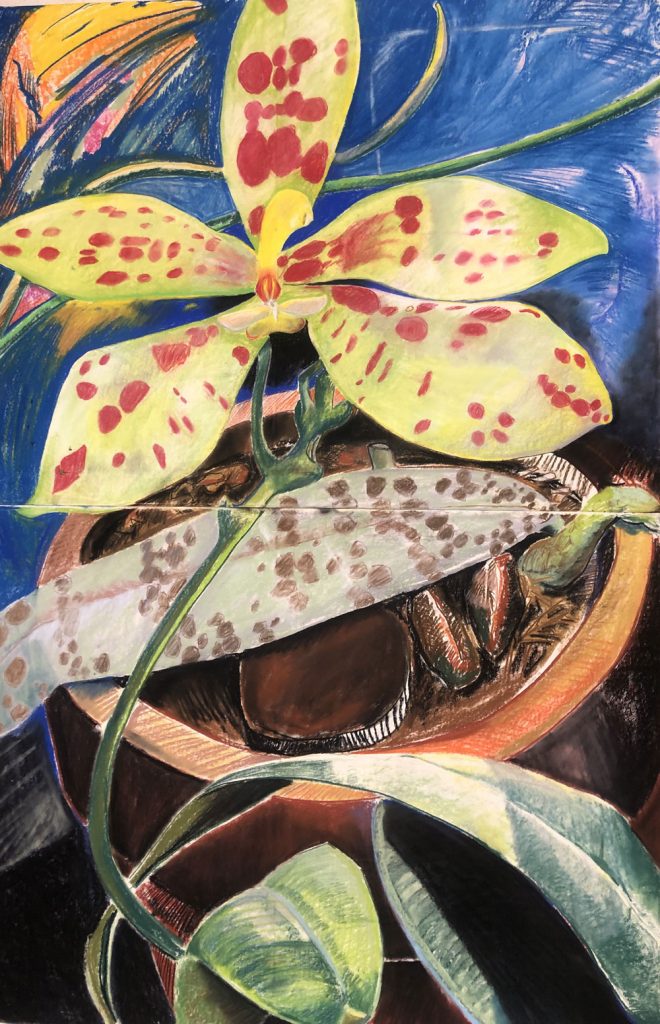 “Phalaenopsis reichenbachiana” Pastel on paper 76” x 50”